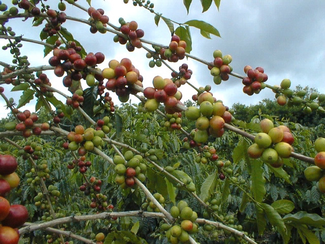 Coffee beans